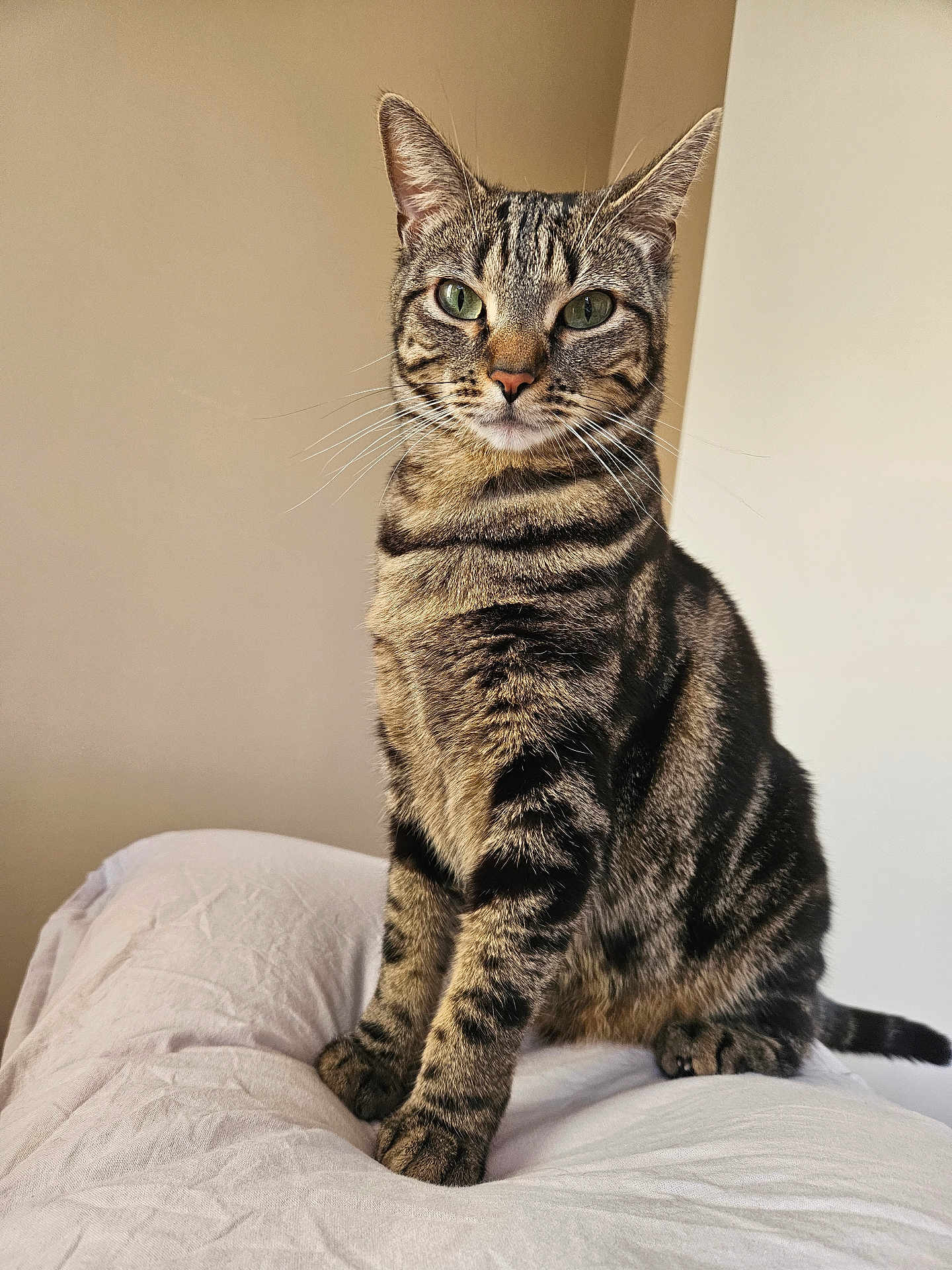 Kiara a rejoint le concours — aidez-le/la à gagner de superbes lots ! cat, tabby_cat, pet, feline, domestic_cat, green_eyes, whiskers, sitting, indoor, bed, bedding, pillow, portrait, stripes, fur, paws, ears, looking_at_camera, close_up, cozy