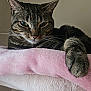 Kiara a rejoint le concours — aidez-le/la à gagner de superbes lots ! cat, tabby_cat, pet, feline, whiskers, paw, close_up, portrait, pink_blanket, soft_bed, cat_tree, indoor, relaxed, sleepy, green_eyes, fur, ears, striped_fur, muzzle, curled_paw