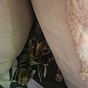 Kiara a rejoint le concours — aidez-le/la à gagner de superbes lots ! cat, tabby, paw, blanket, bedding, peeking, eyes, whiskers, fur, indoor, cozy, hide_and_seek, portrait, close_up, pillow, comforter, fabric, strap, floral_pattern, pet