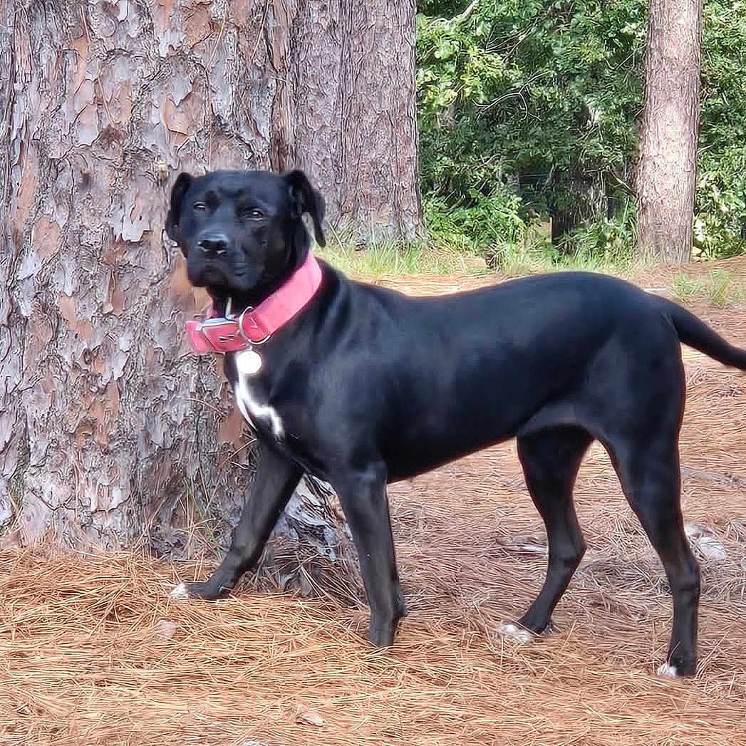 Lucy joined the competition — help win amazing prizes! alert, animal, black_dog, canine, collar, daylight, dog, forest, fur, leaves, mammal, nature, outdoor, pet, pine_needles, pink_collar, standing, tree, walking, woods