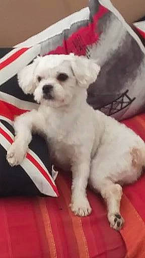 Jedï a rejoint le concours — aidez-le/la à gagner de superbes lots ! bichon, canidae, carnivore, companion_dog, dog, dog_breed, dog_supply, fur, maltepoo, non_sporting_group, paw, pet_supply, snout, sporting_group, toy_dog, working_animal