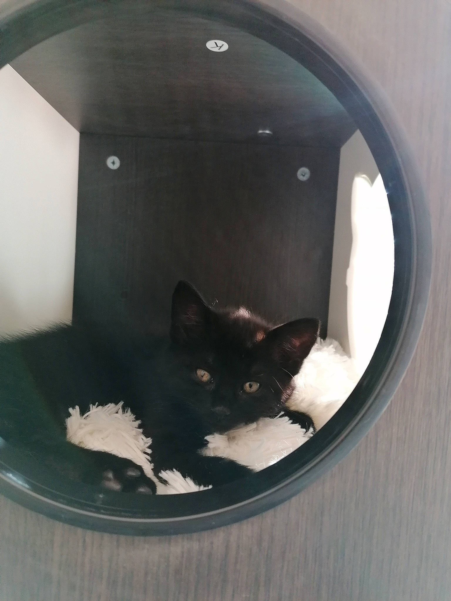 Tiago a rejoint le concours — aidez-le/la à gagner de superbes lots ! black_cat, carnivore, cat, cat_supply, circle, domestic_short_haired_cat, door, eye, felidae, fixture, fur, pet_supply, plumbing_fixture, small_to_medium_sized_cats, snout, stairs, tail, tints_and_shades, whiskers, window