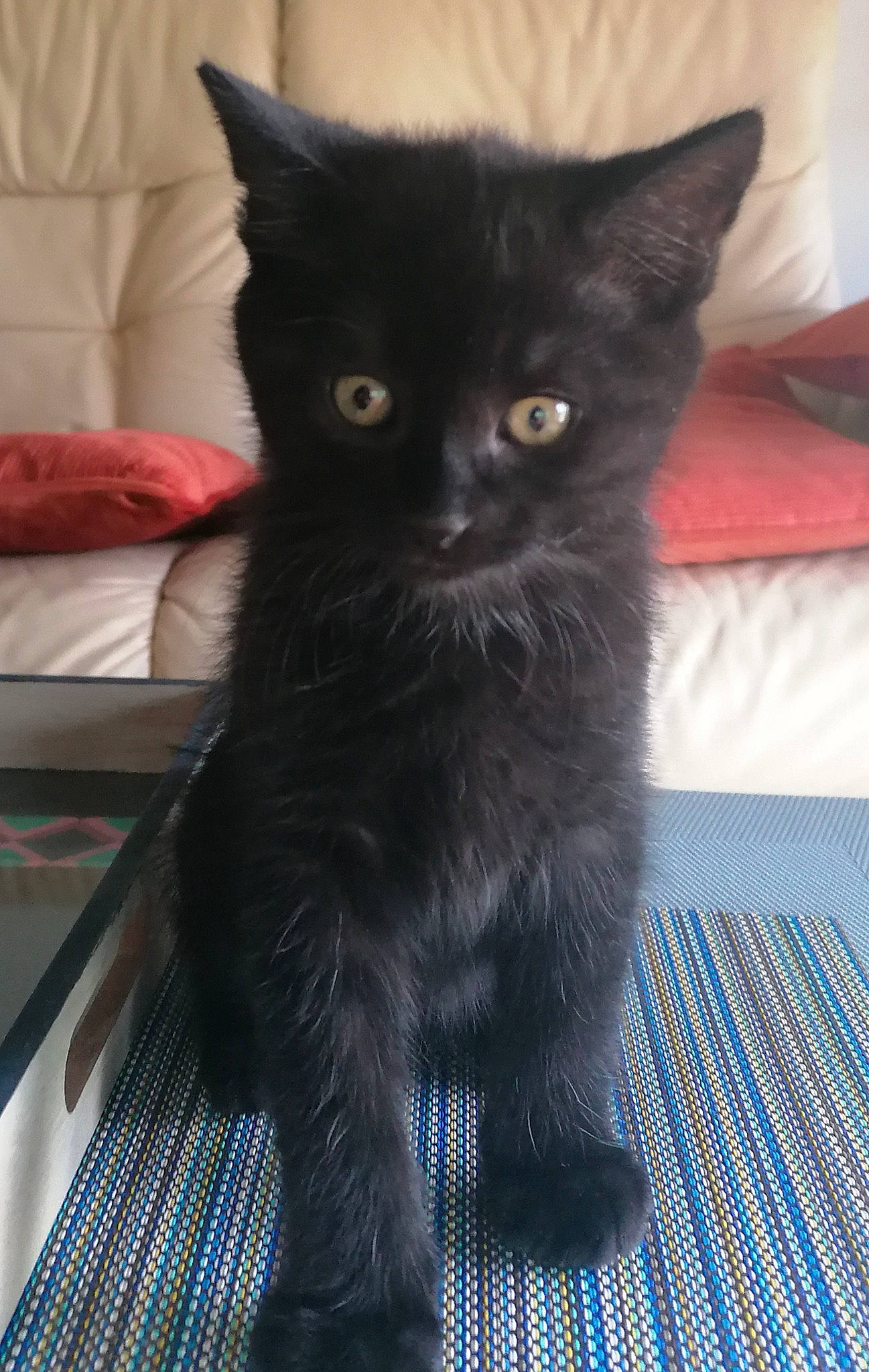 Tiago a rejoint le concours — aidez-le/la à gagner de superbes lots ! black_cat, bombay, carnivore, cat, claw, comfort, domestic_short_haired_cat, felidae, flooring, fur, paw, pillow, sleeper_chair, small_to_medium_sized_cats, snout, tail, terrestrial_animal, whiskers, window