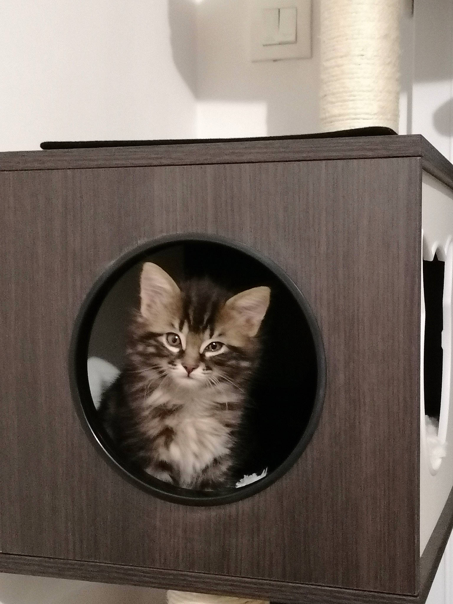 Tarkan participe au concours pour gagner de l'argent avec cette photo : box, carnivore, cat, cat_supply, comfort, domestic_short_haired_cat, door, drawer, felidae, fur, grey, hardwood, room, small_to_medium_sized_cats, snout, tail, tire, whiskers, window, wood