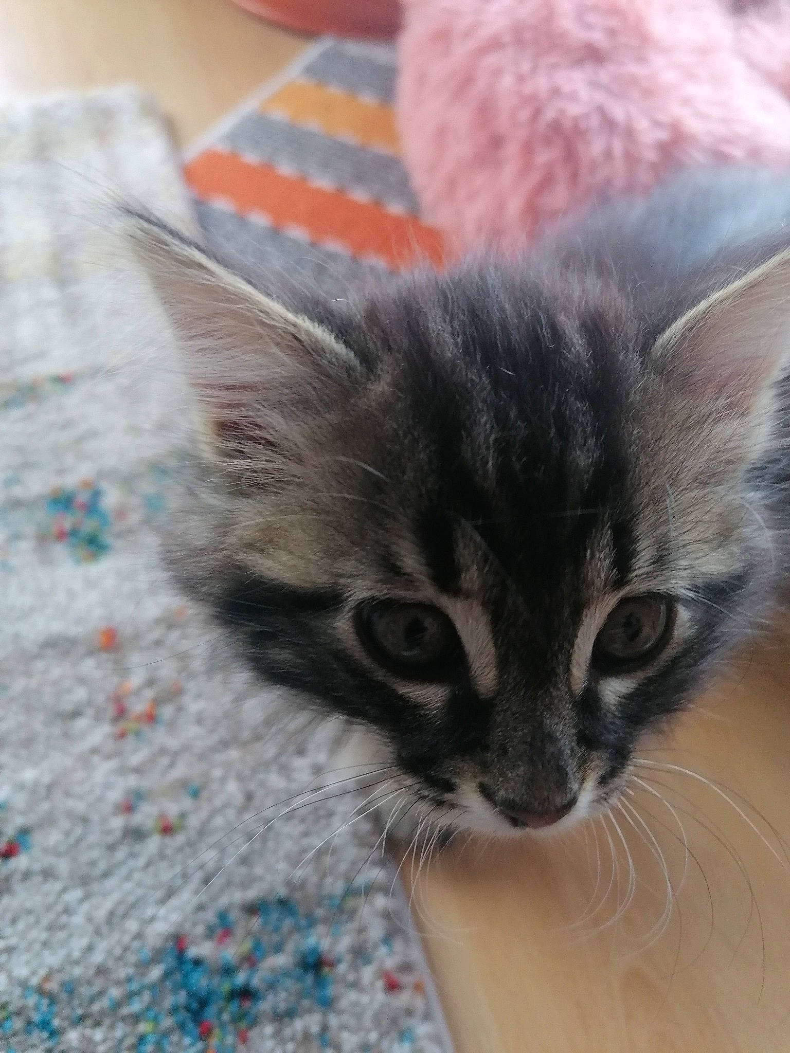 Tarkan participe au concours pour gagner de l'argent avec cette photo : carnivore, cat, claw, domestic_short_haired_cat, eye, fawn, felidae, fur, paw, plant, small_to_medium_sized_cats, snout, terrestrial_animal, whiskers, window