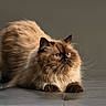 cat, himalayan_cat, fluffy, blue_eyes, pet, animal, fur, whiskers, curious, crouching, indoor, leather_surface, mammal, feline, portrait, domestic_animal, cute, soft_light, calm, studio