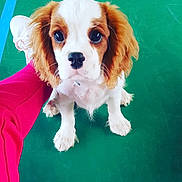Oslo a rejoint le concours — aidez-le/la à gagner de superbes lots ! carnivoran, cavachon, cavalier_king_charles_spaniel, cavapoo, companion_dog, dog, dog_breed, dog_breed_group, dog_like_mammal, king_charles_spaniel, puppy, puppy_love, snout, spaniel