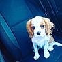 Oslo participe au concours pour gagner de l'argent avec cette photo : carnivoran, cavachon, cavalier_king_charles_spaniel, companion_dog, dog, dog_breed, dog_breed_group, dog_like_mammal, king_charles_spaniel, puppy, puppy_love, snout, spaniel, vertebrate