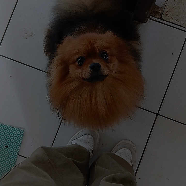 Ulys participe au concours pour gagner de l'argent avec cette photo : adult, animal, canine, clothing, cockerspaniel, dog, footwear, hardwood, indoors, male, man, pants, papillon, person, pet, puppy, sandal, shoe, tile, wood