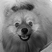 Ulys participe au concours pour gagner de l'argent avec cette photo : dog, fluffy, long_hair, portrait, black_and_white, close_up, happy, smiling, tongue_out, wide_eyed, nose, whiskers, fur, pet, indoors, wood_floor, furniture, playful, cute, animal