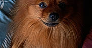 Ulys participe au concours pour gagner de l'argent avec cette photo : dog, pomeranian, fluffy, small_dog, orange_fur, long_hair, pet, animal, portrait, close_up, sitting, indoors, bed, blanket, bedding, cushion, brown_eyes, black_nose, fur, home