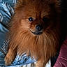 dog, pomeranian, fluffy, small_dog, orange_fur, long_hair, pet, animal, portrait, close_up, sitting, indoors, bed, blanket, bedding, cushion, brown_eyes, black_nose, fur, home