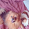 dog, dogs, puppy, fluffy, small_dog, long_hair, brown_dog, white_dog, sleeping, smiling, open_mouth, lying_down, bed, blanket, pink_blanket, bedroom, cozy, indoor, bedding, suitcase