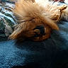 dog, puppy, fluffy, sleeping, upside_down, brown_fur, long_hair, pet, animal, indoors, bed, blanket, couch, blue_surface, cozy, relaxed, nap, cute, portrait, home