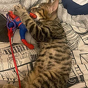 Loki a rejoint le concours — aidez-le/la à gagner de superbes lots ! bed, blanket, cat, claw, cozy, cute, fur, indoor, kitten, lying_down, nip, pattern, paw, pet, playful, soft, spiderman_toy, striped, tabby, toy