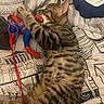 bed, blanket, cat, claw, cozy, cute, fur, indoor, kitten, lying_down, nip, pattern, paw, pet, playful, soft, spiderman_toy, striped, tabby, toy