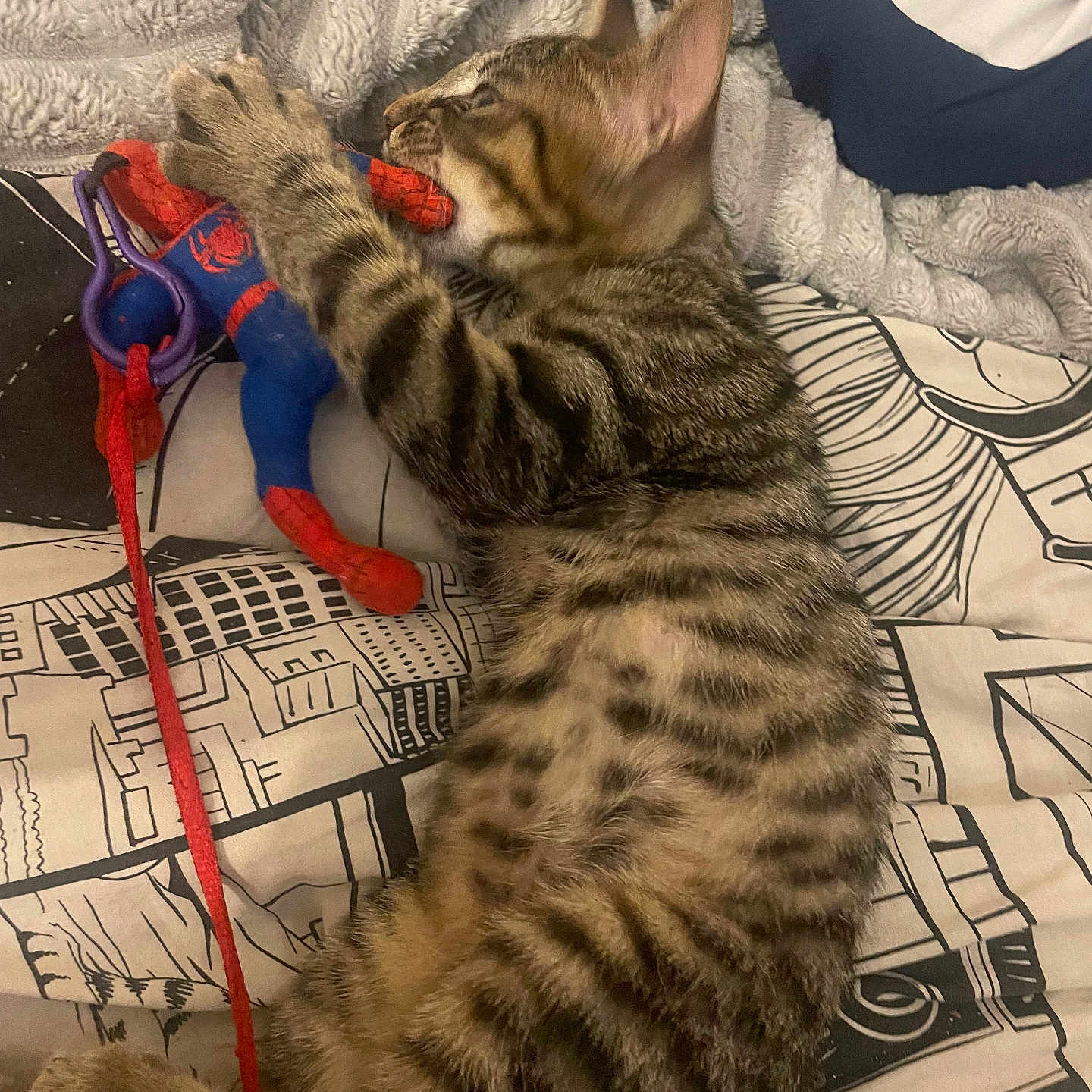 Loki a rejoint le concours — aidez-le/la à gagner de superbes lots ! bed, blanket, cat, claw, cozy, cute, fur, indoor, kitten, lying_down, nip, pattern, paw, pet, playful, soft, spiderman_toy, striped, tabby, toy