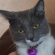 Luna is registered to the contest to win money with this photo: cat, gray_cat, white_fur, yellow_eyes, pet, indoor, person, arm, green_clothing, collar, heart_shaped_tag, feline, domestic_animal, close_up, portrait, seated, texture_wall, home, fur, whiskers