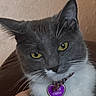 cat, gray_cat, white_fur, yellow_eyes, pet, indoor, person, arm, green_clothing, collar, heart_shaped_tag, feline, domestic_animal, close_up, portrait, seated, texture_wall, home, fur, whiskers