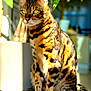 Hélios participe au concours pour gagner de l'argent avec cette photo : animal, bengal_cat, blurred_background, cat, closeup, domestic_animal, ears, eyes, feline, fur, greenery, indoor, pet, plant, portrait, sitting, spotted, striped, sunlight, whiskers