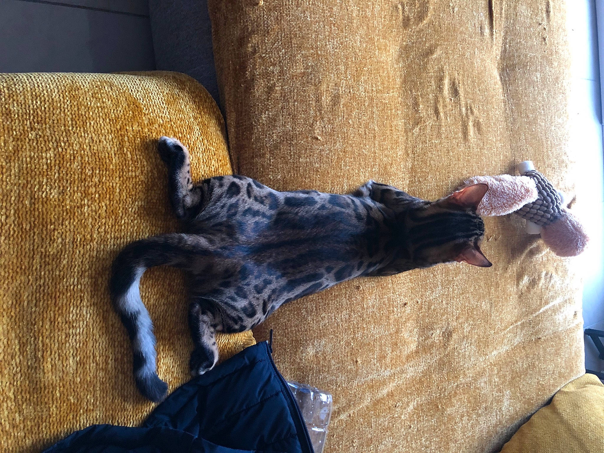 Hélios participe au concours pour gagner de l'argent avec cette photo : canidae, carnivore, dog, dog_breed, guard_dog, sporting_group, tail, wood