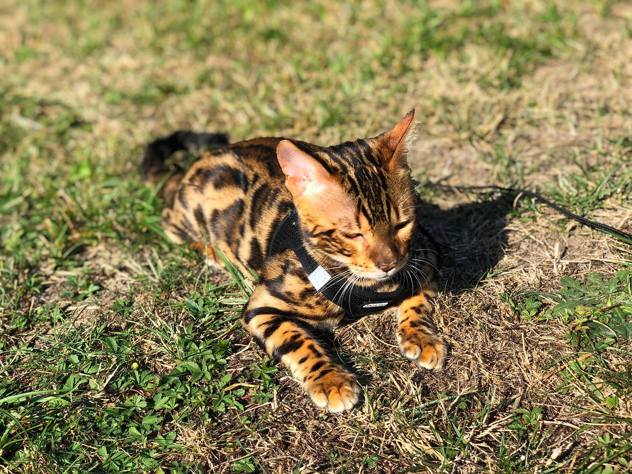 Hélios a rejoint le concours — aidez-le/la à gagner de superbes lots ! asian, bengal, carnivore, cat, domestic_short_haired_cat, european_shorthair, felidae, grass, kitten, mammal, photography, plant, small_to_medium_sized_cats, sokoke, tabby_cat, terrestrial_animal, toyger, whiskers, wild_cat, wildlife