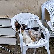 Aïka participe au concours pour gagner de l'argent avec cette photo : animal, backyard, calm, companion, cute, dog, ear, furniture, ground, outdoor, paw, pet, plastic_chair, relaxed, resting, seat, snout, stacked_chairs, wall, white