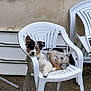 animal, backyard, calm, companion, cute, dog, ear, furniture, ground, outdoor, paw, pet, plastic_chair, relaxed, resting, seat, snout, stacked_chairs, wall, white
