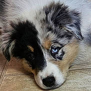 Aïka participe au concours pour gagner de l'argent avec cette photo : puppy, dog, close_up, blue_eye, fur, resting, cute, pet, animal, indoor, floor, portrait, young_dog, adorable, canine, sleepy, head, black_fur, white_fur, tan_fur