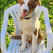 Asko a rejoint le concours — aidez-le/la à gagner de superbes lots ! animal, brown_and_white, canine, collar, cute, dog, fluffy, friendly, grass, greenery, happy, nature, outdoor, pet, playful, puppy, sitting, smiling, sunlight, white_chair