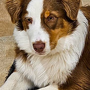 Asko a rejoint le concours — aidez-le/la à gagner de superbes lots ! dog, brown_fur, white_fur, pet, animal, canine, laying_down, floor, tile_floor, indoor, closeup, fur, ears, nose, paw, resting, muzzle, portrait, calm, cute