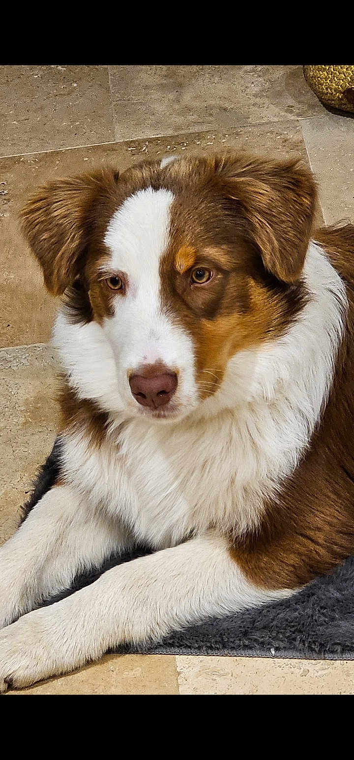 Asko a rejoint le concours — aidez-le/la à gagner de superbes lots ! dog, brown_fur, white_fur, pet, animal, canine, laying_down, floor, tile_floor, indoor, closeup, fur, ears, nose, paw, resting, muzzle, portrait, calm, cute