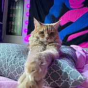 Augustus joined the competition — help win amazing prizes! cat, orange_tabby, pet, indoor, bedroom, pillow, blanket, stretched_paws, whiskers, furry, close_up, portrait, cozy, tapestry, purple_leds, fairy_lights, wall_art, relaxed, bed, soft_lighting