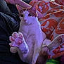cat, paw, pink_paws, orange_blanket, blanket, person, lap, couch, indoor, pet, whiskers, tail, sitting, closeup, feline, relaxed, cozy, purple_lighting, fabric_pattern, portrait