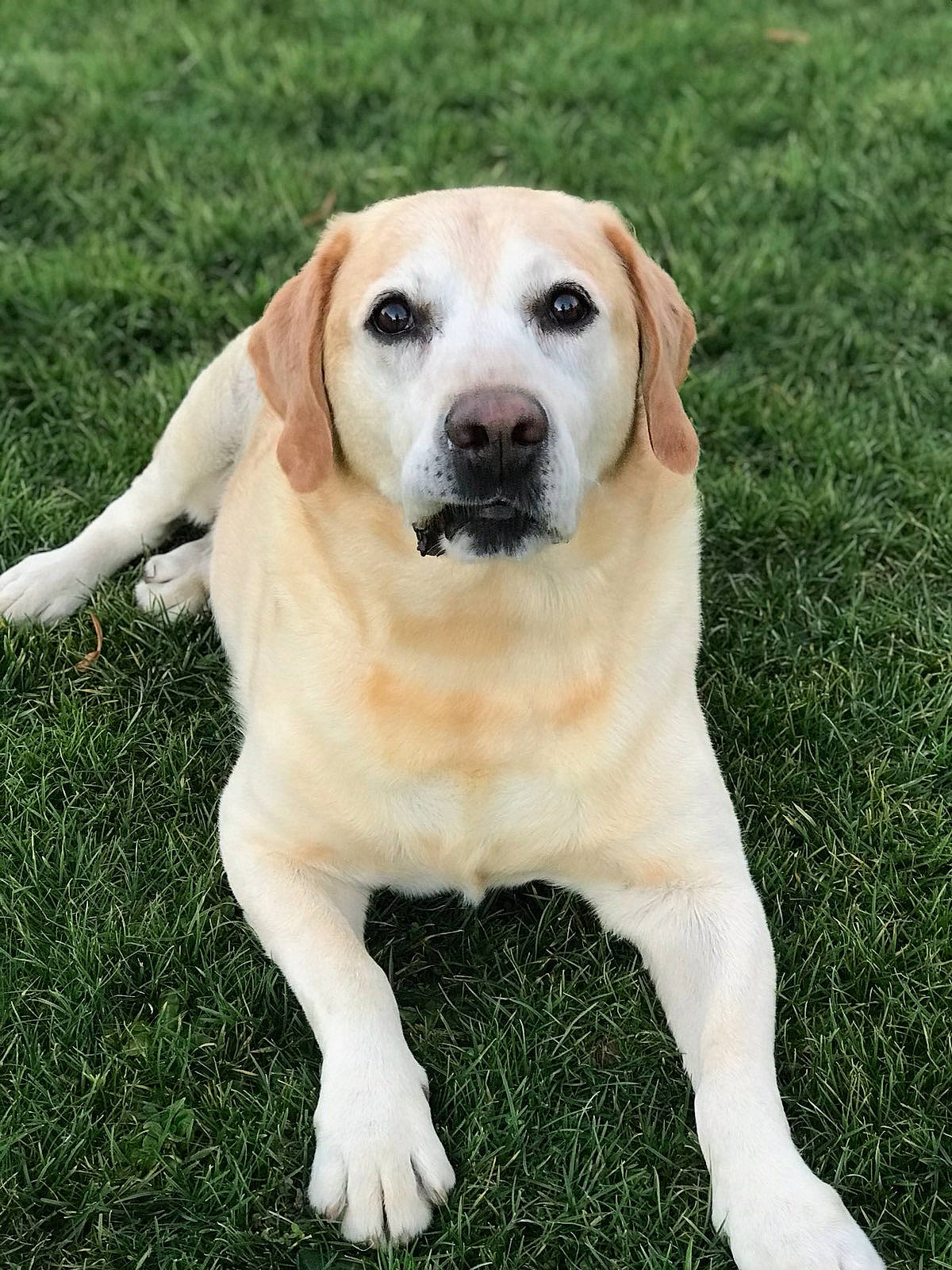 Gibbs participe au concours pour gagner de l'argent avec cette photo : canidae, carnivore, collar, companion_dog, dog, dog_breed, fawn, grass, hunting_dog, labrador_retriever, non_sporting_group, plant, puppy, snout, sporting_group, tail, terrestrial_animal, whiskers, working_animal, working_dog