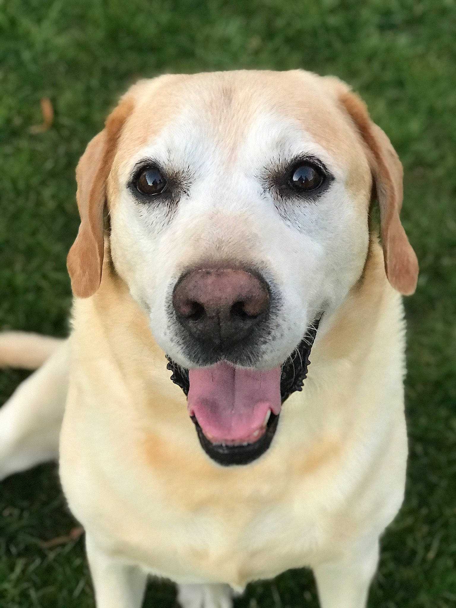 Gibbs participe au concours pour gagner de l'argent avec cette photo : canidae, carnivore, collar, companion_dog, dog, dog_breed, dog_collar, eye, fawn, fur, grass, labrador_retriever, mammal, plant, snout, sporting_group, vertebrate, whiskers, wildlife, working_animal
