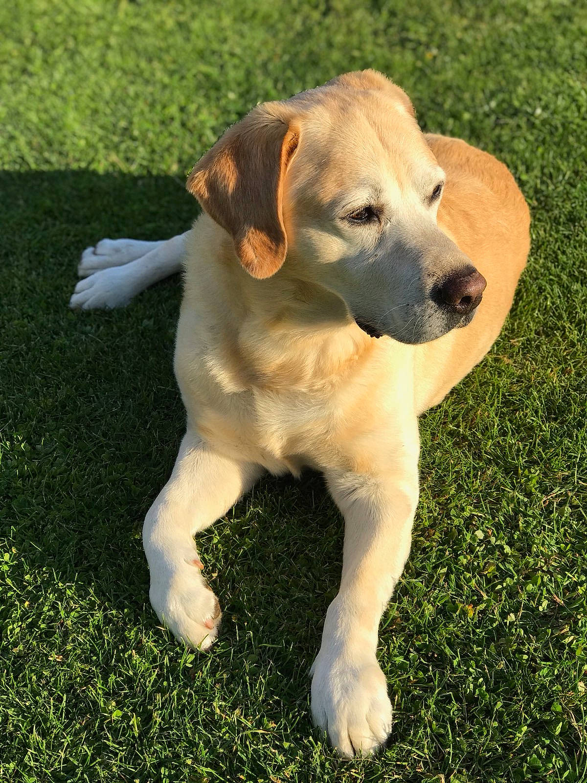 Gibbs a rejoint le concours — aidez-le/la à gagner de superbes lots ! carnivore, collar, companion_dog, dog, dog_breed, dog_collar, fawn, grass, groundcover, hunting_dog, labrador_retriever, paw, plant, snout, sporting_group, tail, terrestrial_animal, whiskers, working_animal, working_dog