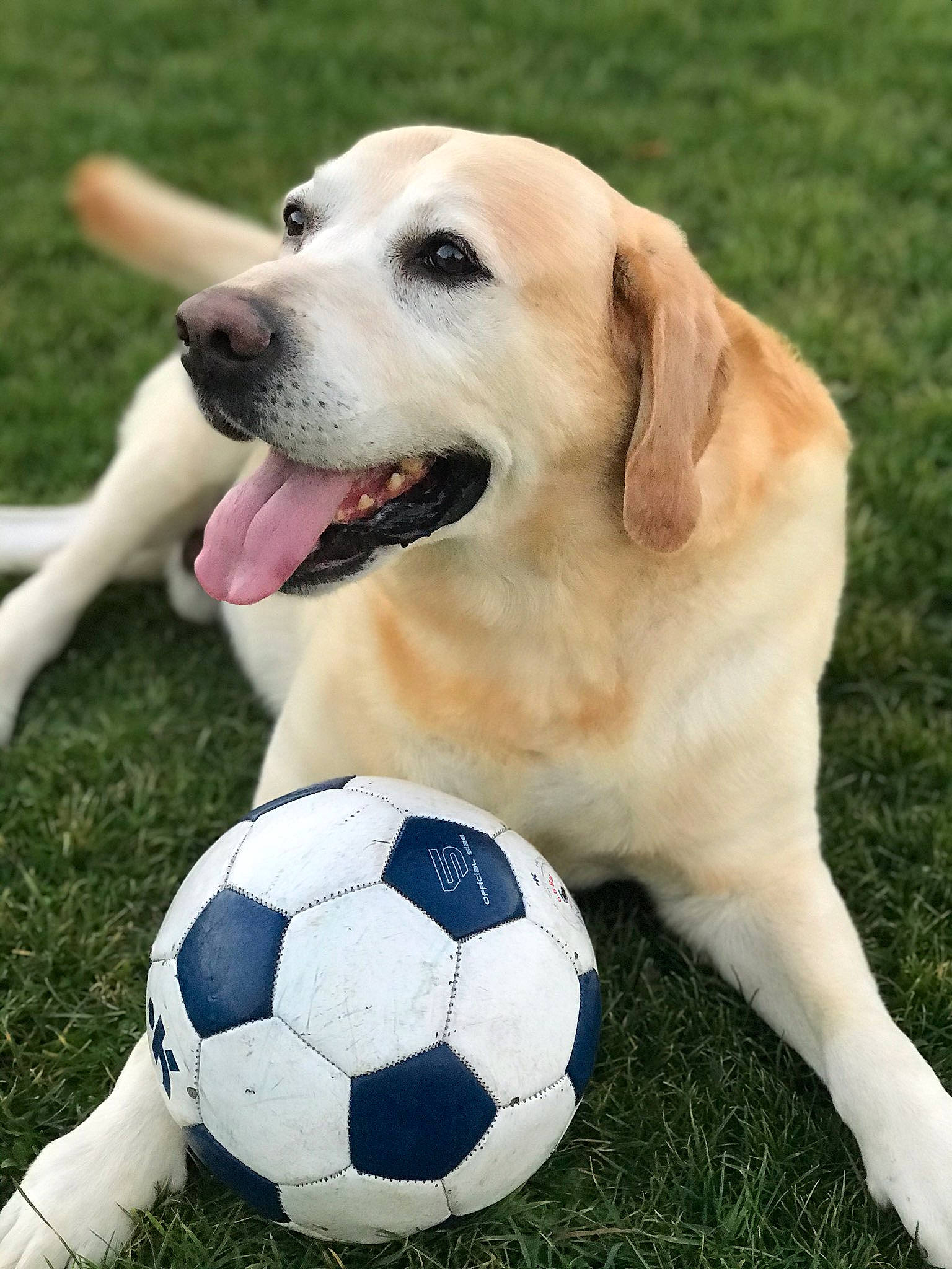Gibbs participe au concours pour gagner de l'argent avec cette photo : ball, carnivore, collar, companion_dog, dog, dog_breed, dog_collar, fawn, football, grass, retriever, snout, soccer, soccer_ball, sporting_group, sports, sports_equipment, sports_toy, whiskers, working_animal