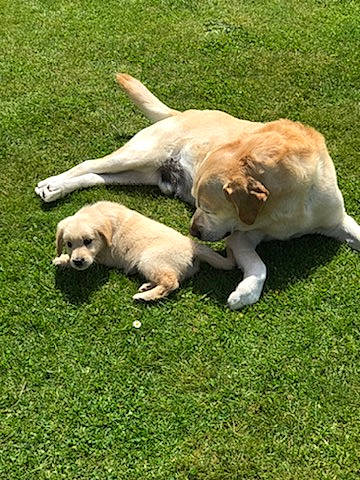 Gibbs participe au concours pour gagner de l'argent avec cette photo : canidae, carnivore, companion_dog, dog, dog_breed, fawn, grass, grassland, gun_dog, labrador_retriever, non_sporting_group, pasture, plant, retriever, snout, sporting_group, tail, terrestrial_animal, tree, working_dog