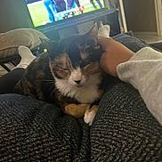 Cece joined the competition — help win amazing prizes! cat, calico_cat, pet, hand, lap, socks, television, football_game, indoor, couch, blanket, relaxation, comfort, person, furniture, living_room, casual, home, resting, cozy