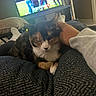 cat, calico_cat, pet, hand, lap, socks, television, football_game, indoor, couch, blanket, relaxation, comfort, person, furniture, living_room, casual, home, resting, cozy