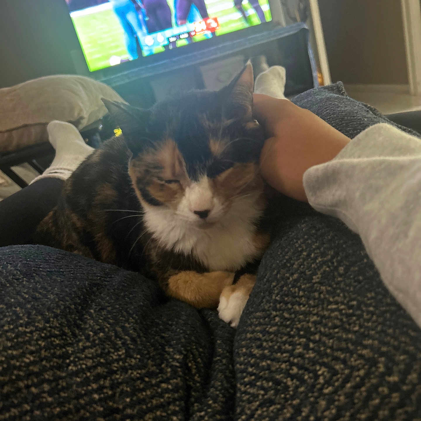Cece joined the competition — help win amazing prizes! cat, calico_cat, pet, hand, lap, socks, television, football_game, indoor, couch, blanket, relaxation, comfort, person, furniture, living_room, casual, home, resting, cozy