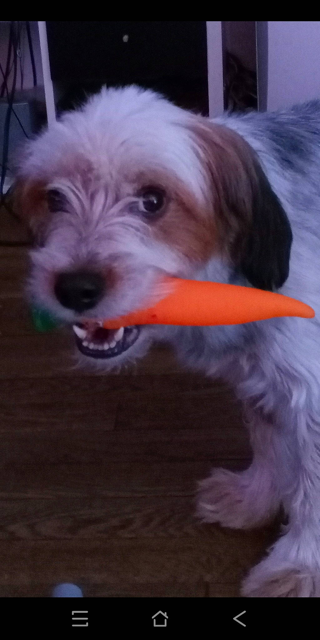 Helfy a rejoint le concours — aidez-le/la à gagner de superbes lots ! baby_carrot, canidae, carnivore, companion_dog, dog, dog_breed, dog_clothes, dog_collar, dog_supply, fur, pet_supply, puppy_love, small_terrier, smile, snout, sporting_group, terrier, toy_dog, wild_carrot, working_animal