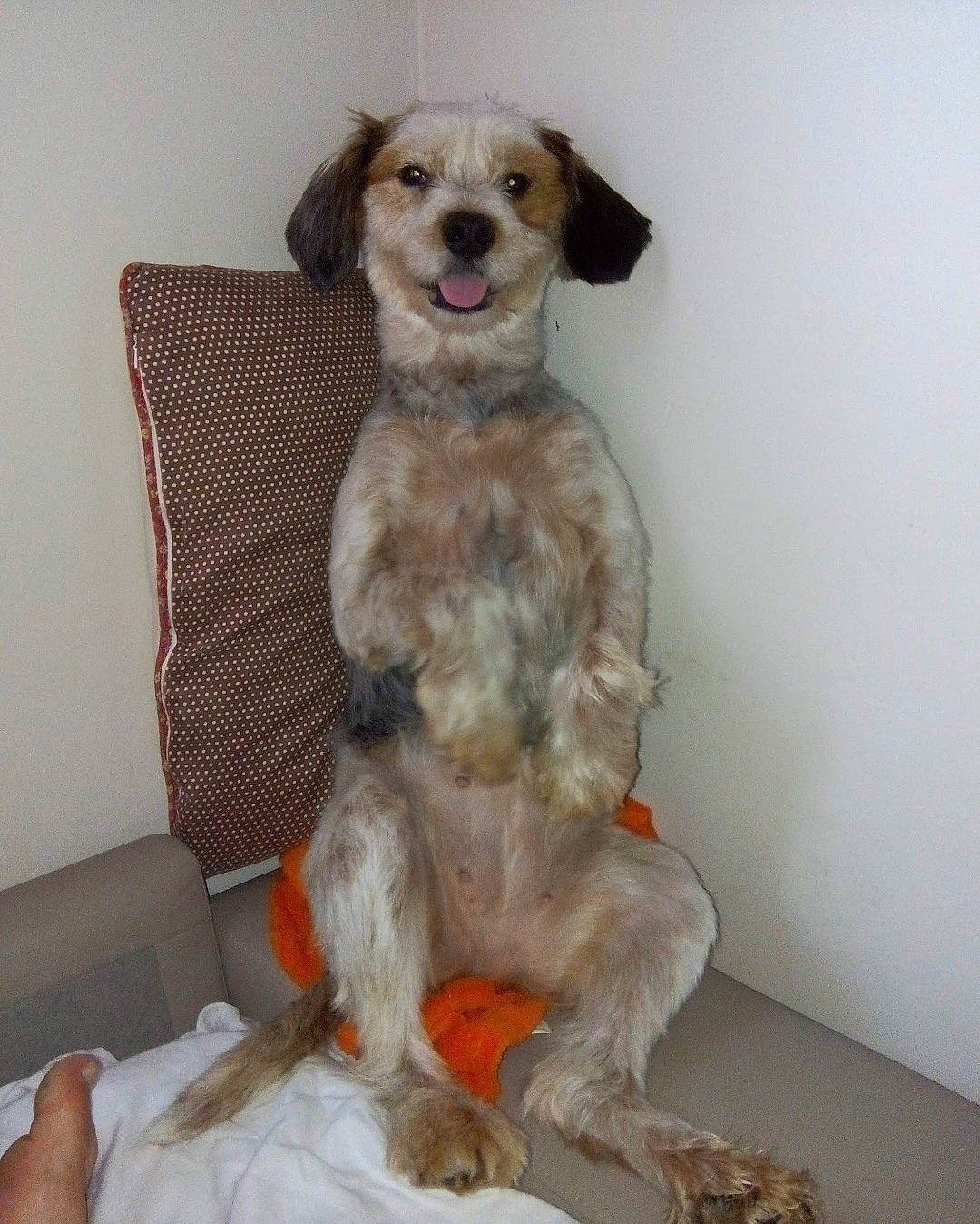 Helfy a rejoint le concours — aidez-le/la à gagner de superbes lots ! canidae, carnivore, chair, comfort, companion_dog, couch, dog, dog_breed, dog_supply, fawn, fur, liver, paw, pet_supply, sleeve, snout, sporting_group, tail, toy, working_animal