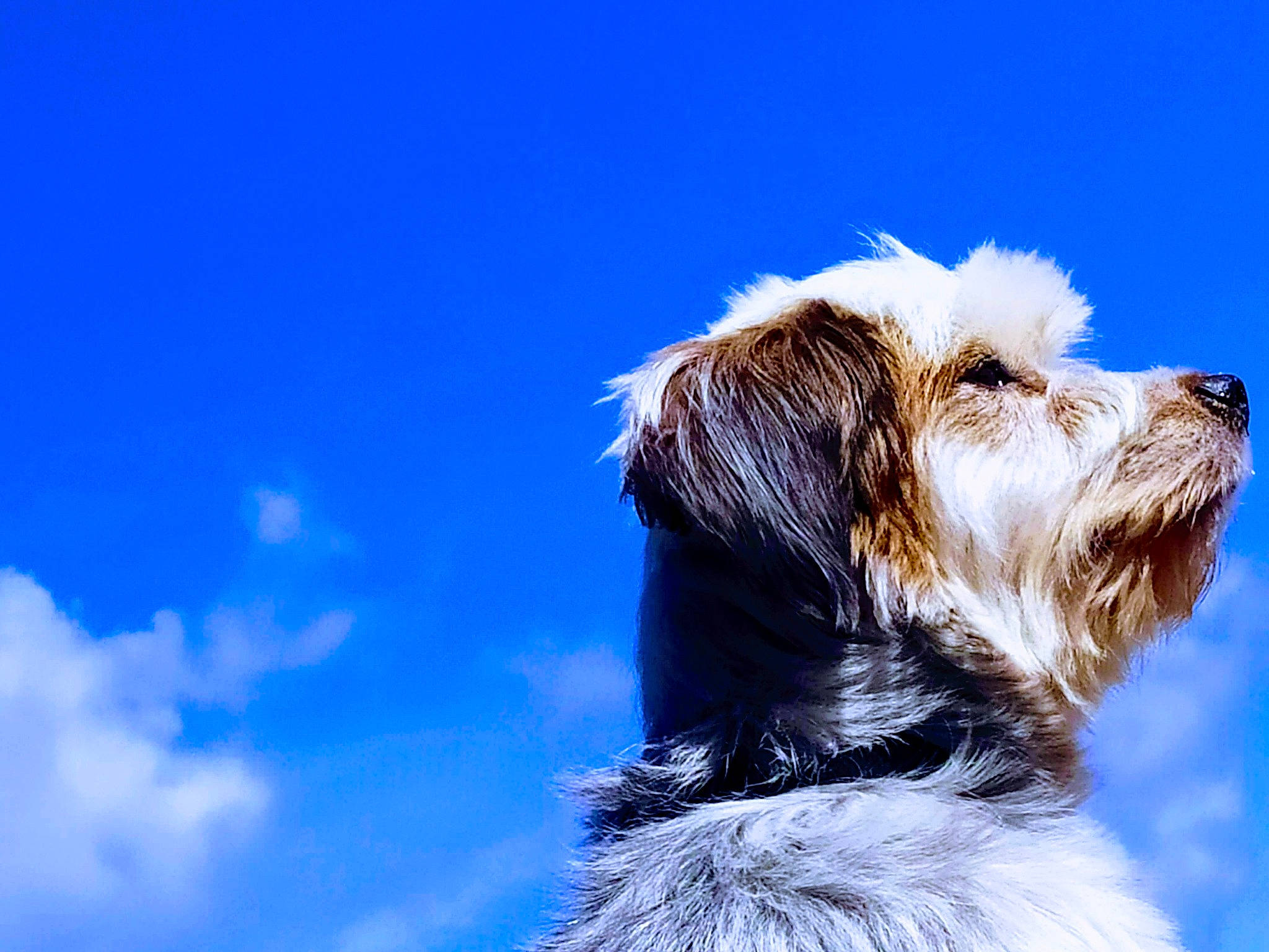 Helfy a rejoint le concours — aidez-le/la à gagner de superbes lots ! canidae, carnivore, cloud, companion_dog, dog, dog_breed, electric_blue, fur, labradoodle, ocean, puppy, sky, small_terrier, snout, sporting_group, terrier, toy_dog, whiskers, wind_wave, working_dog