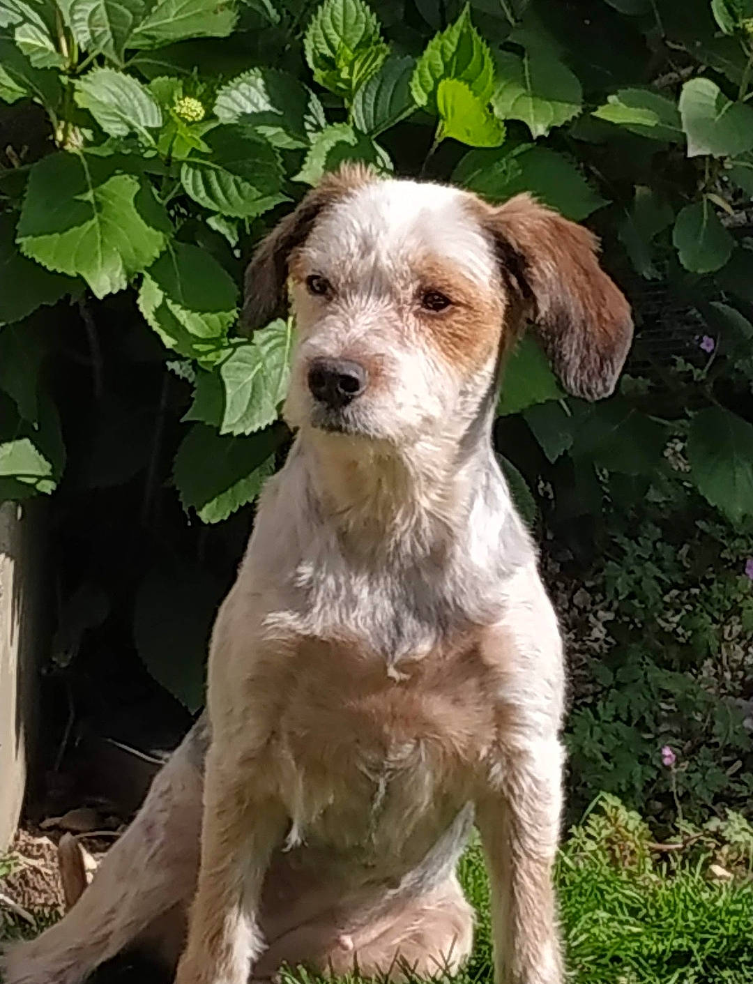 Helfy a rejoint le concours — aidez-le/la à gagner de superbes lots ! canidae, carnivore, companion_dog, dog, dog_breed, fawn, grass, green, hunting_dog, liver, plant, puppy, snout, sporting_group, tail, terrestrial_plant, terrier, working_animal
