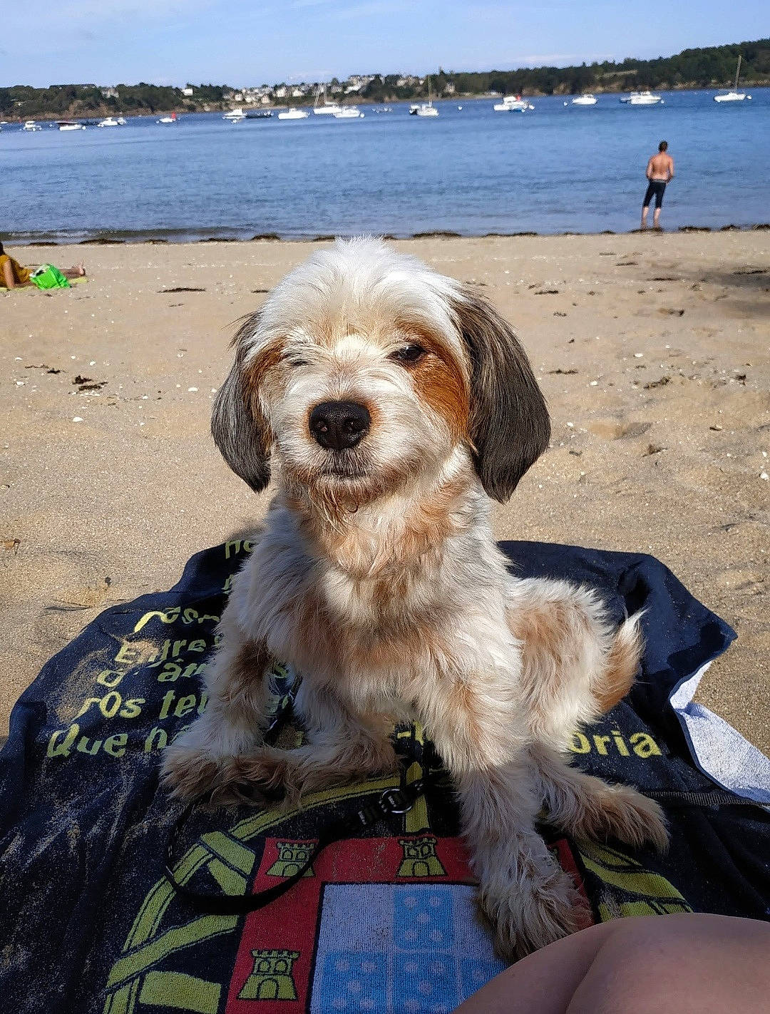 Helfy a rejoint le concours — aidez-le/la à gagner de superbes lots ! beach, canidae, carnivore, chair, cloud, companion_dog, dog, dog_breed, dog_collar, dog_supply, fun, lake, landscape, ocean, sky, small_terrier, sporting_group, terrier, toy_dog, water