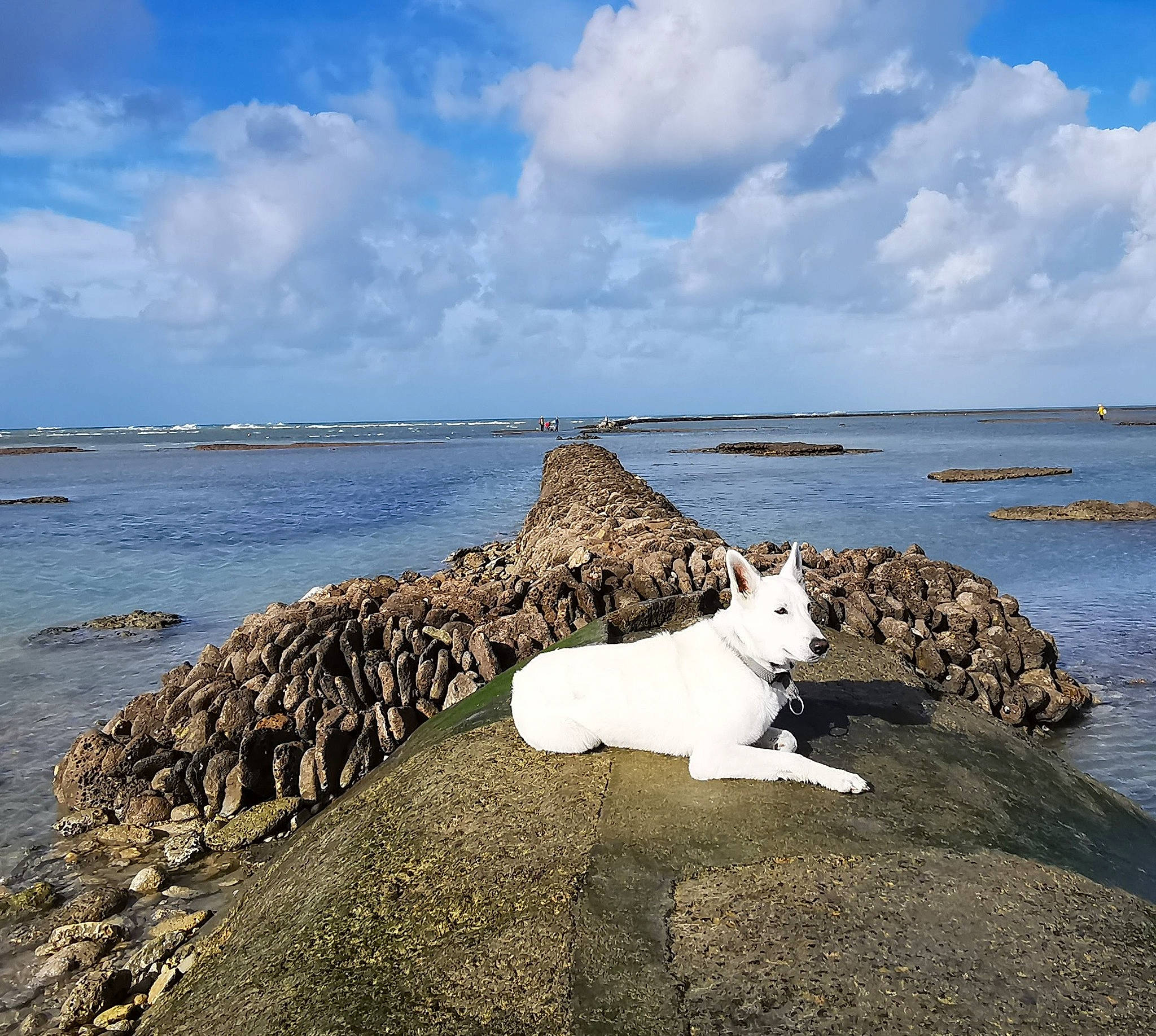 Sam participe au concours pour gagner de l'argent avec cette photo : beach, carnivore, cloud, coast, coastal_and_oceanic_landforms, companion_dog, dog, dog_breed, headland, horizon, lake, landscape, ocean, rock, sand, shore, sky, water, wind_wave, wood