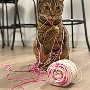 Tinley joined the competition — help win amazing prizes! cat, tabby, yarn, pink_yarn, white_yarn, playful, tongue_out, wooden_floor, indoor, pet, animal, blurred_background, chair, flooring, cute, messy, string, feline, domestic_cat, playtime