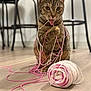 cat, tabby, yarn, pink_yarn, white_yarn, playful, tongue_out, wooden_floor, indoor, pet, animal, blurred_background, chair, flooring, cute, messy, string, feline, domestic_cat, playtime